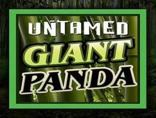 Untamed - Giant Panda game icon